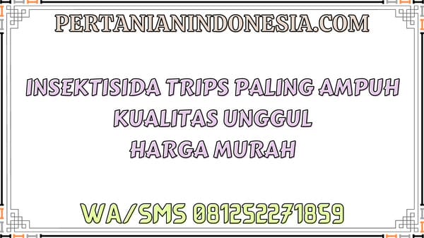 Insektisida Trips Paling Ampuh Kualitas Unggul Harga Murah